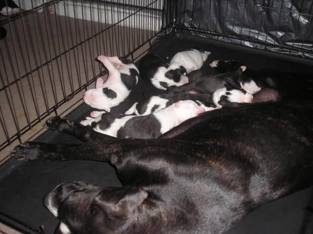 pitbull puppies pictures. puppies before you spay,
